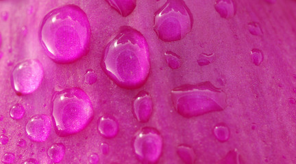 foxglove © Zbyszek Nowak