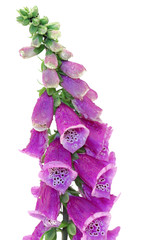 foxglove © Zbyszek Nowak