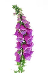 Ingelijste posters Pioenrozen foxglove  © Zbyszek Nowak