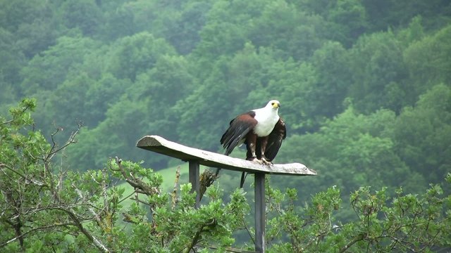 envol de l'aigle &agrave; t&ecirc;te blanche