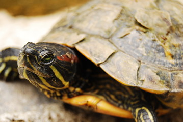 Obraz premium turtle