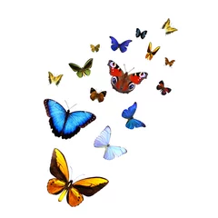 Cercles muraux Papillon Une douzaine de papillons