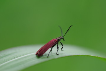 アカハネムシ　-Pseudopyrochroa vestiflua-