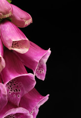 foxglove © Zbyszek Nowak