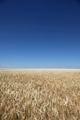 wheats field