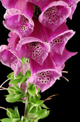 foxglove © Zbyszek Nowak