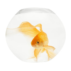 A golden fish in aquarium