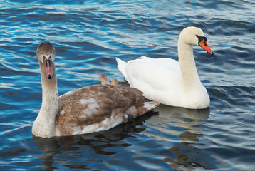 White swans.