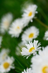 field of daisies