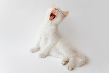 Yawning white cat