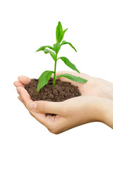 Plant in a hand