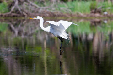 Great White Egret Landing