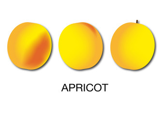 Apricot vector fruit