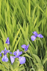 Iris, Lilie, Lilium, Liliengewächs, Liliaceae, Seeufer