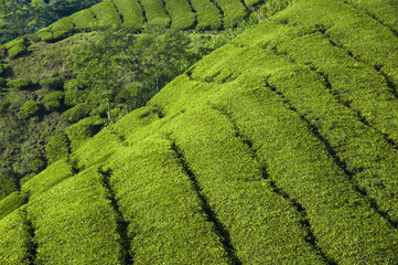 tea plantation in cameron highlands malaysia