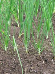 Plantation of green onions