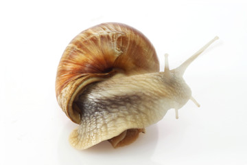 Weinbergschnecke
