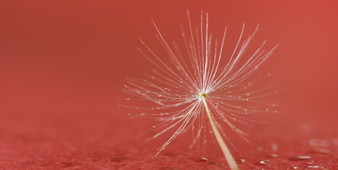 Fototapeta premium Dandelion seed in dew