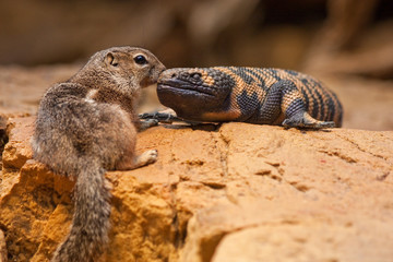 Squirrel and lizard