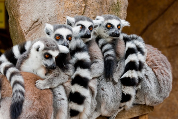 Lemurs © piotrwzk@go2.pl