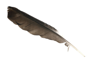 black crow feather