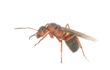 ant with wings