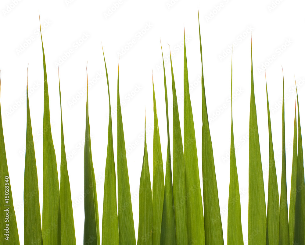 Sticker isolated green grass