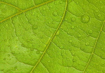 maple leaf with drops