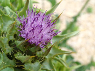 Distel 980