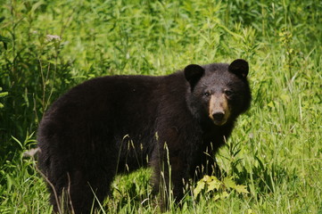 Hungriger Schwarzbär in der Wildnis von Canada