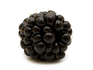 single blackberry on white background