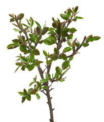 Young tree , ecology.