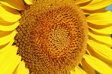 gros plan sur un coeur de tournesol