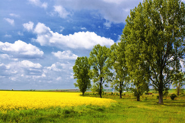 Yellow landscape