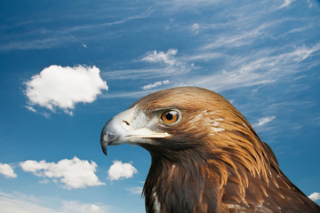 eagle