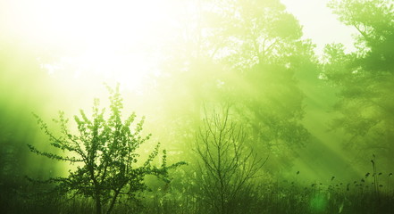 Obraz na płótnie Canvas Mgła w lesie