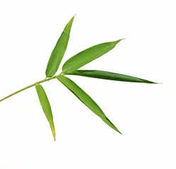 Photo sur Plexiglas Bambou feuille de bambou