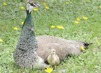 Mama Peahen Watching Chick