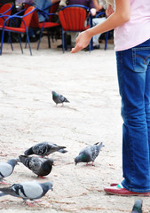 Fototapeta premium Feeding pigeons