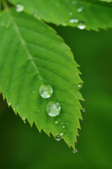 Water drops on a grass