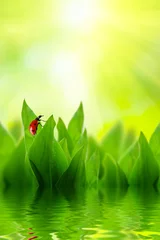 Photo sur Plexiglas Coccinelles herbe de printemps