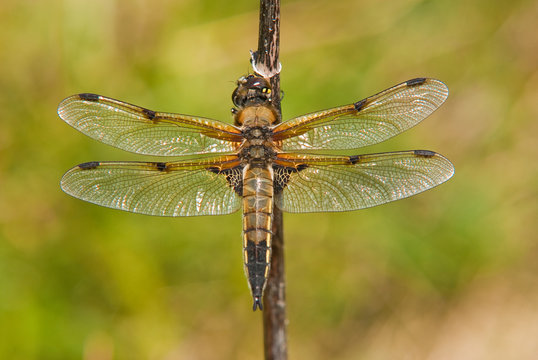 Four Spotted Chaser dragonfly
