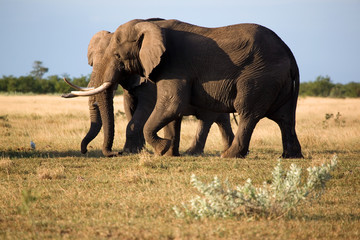 Fototapeta na wymiar Dwa słonie