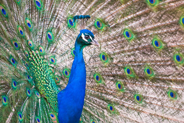 Fototapeta premium male Indian Peafowl