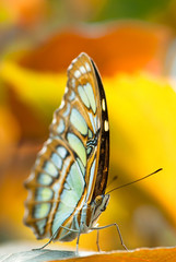 Naklejka premium malachite butterfly