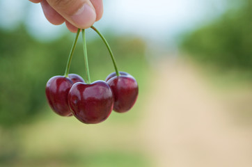 Cherry