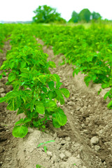 Rows of potato bushes with sky