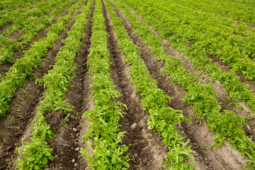 Green rows of potato bushes