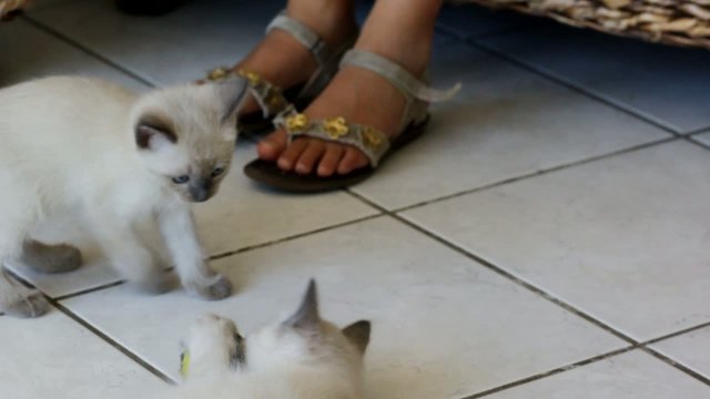 deux petits chatons jouant avec une balle