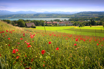 Sping in Swiss field
